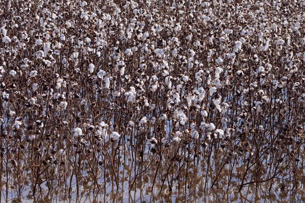 Mature Cotton Field Ready For Harvest Water Reflections