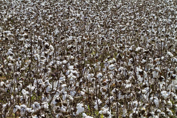 Mature Cotton Crop  Ready For Harvest