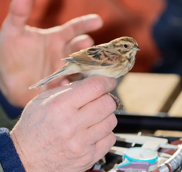 Bird ringing control