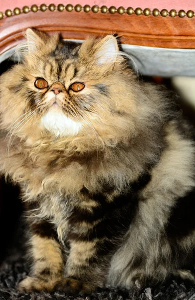 Persian cat brown tabby