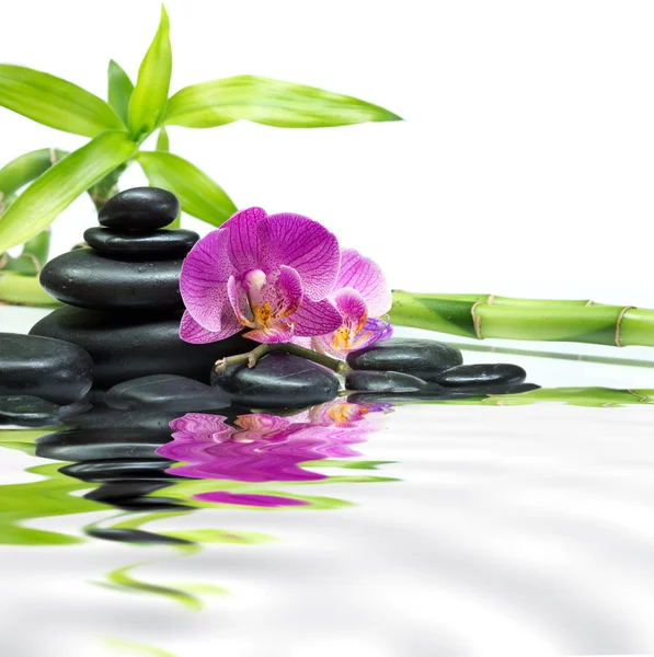 Purple orchids with bamboo tower black stones on water