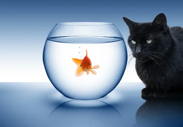 Goldfish in danger - with black cat