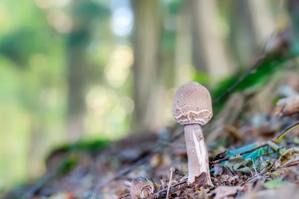 Mushroom Kingdom