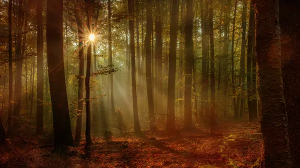 Enchanted Autumn Forest with the lovely rising morning sun