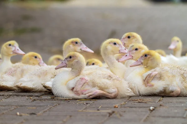 Young Geese