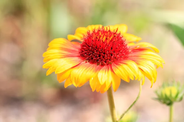 Exotic Flower Macro