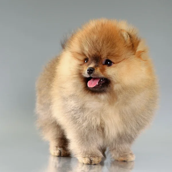 Pomeranian puppy