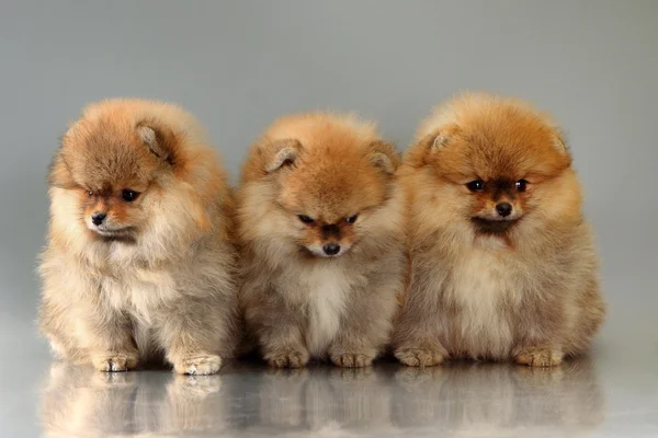 Three pomeranian puppies