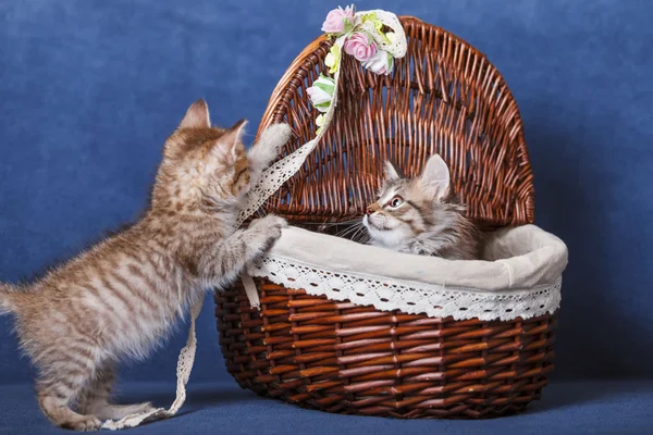 Kittens in a basket