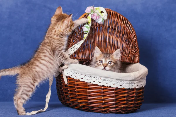 Kittens in a basket