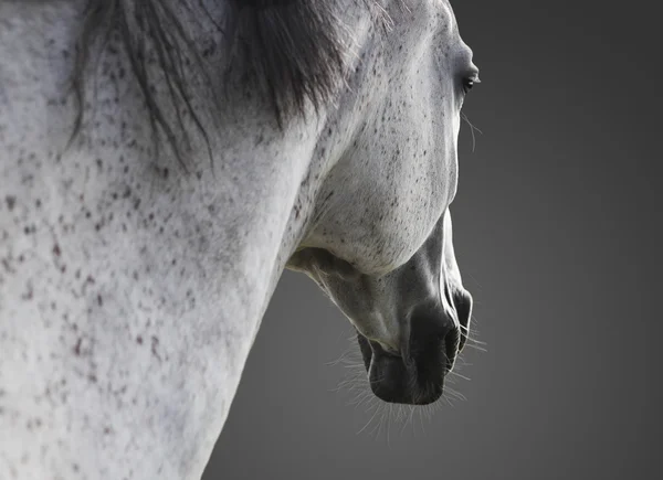 Beautiful white Horse