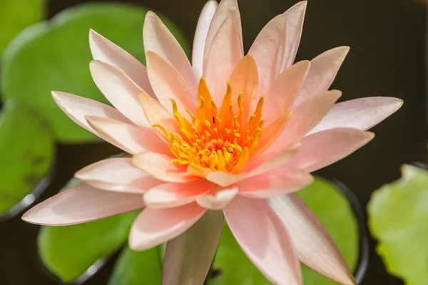 Beautiful orange lilies in the pond.