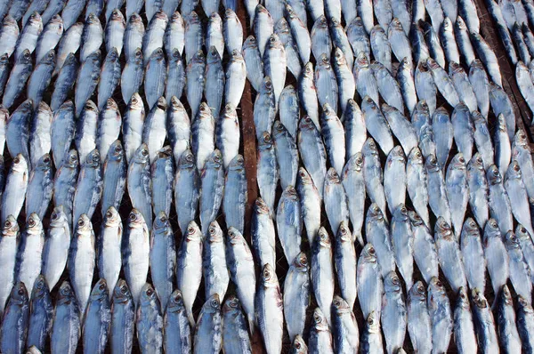 Dried fish dry in sunlight