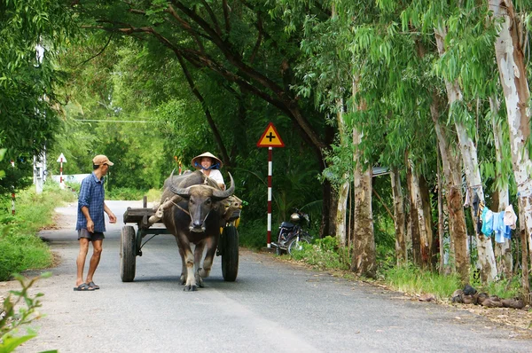 Farmer riding buffalo cart on country road