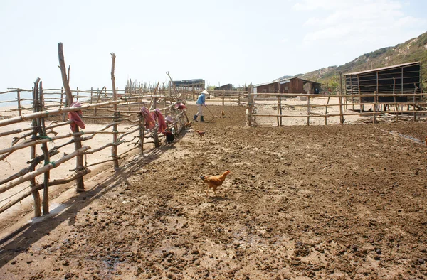 People dry cow pat to make muck