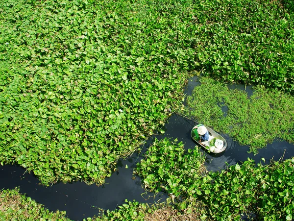 People harvesting vegetable in polluted water