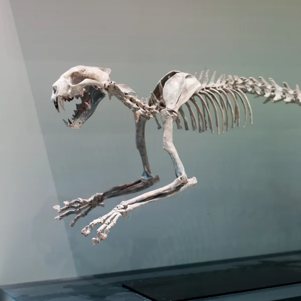 Skeleton of animal