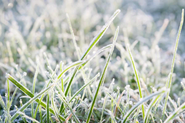 Grass in frost