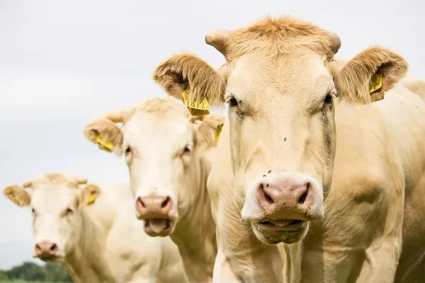 Three brown cows looking at the camera — Stock Photo #30797799