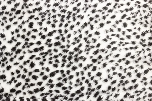 Texture of leopard fur