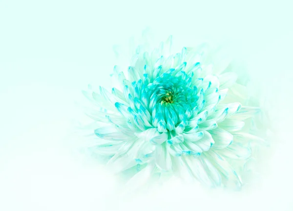 Aqua gerbera flower