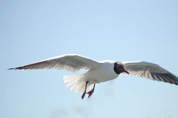 Flying gull (mew, seagull)