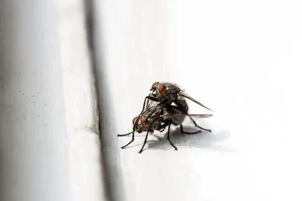 Что ест муха в домашних условиях