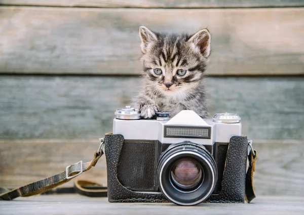 Kitten with vintage photo camera