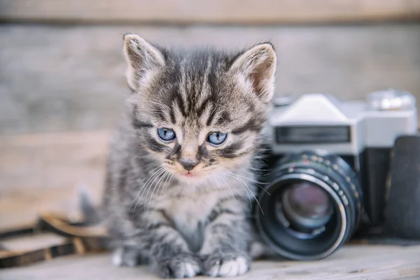 Kitten sits near vintage photo camera