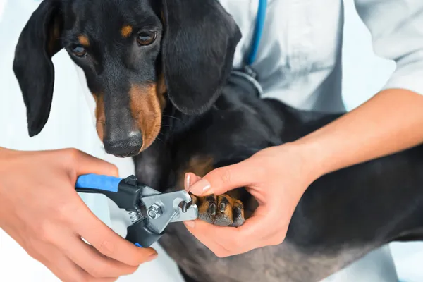 Doctor veterinarian is trimming dog nails