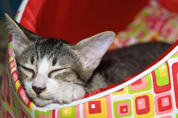Sleepy Tabby on Red Cat Bed