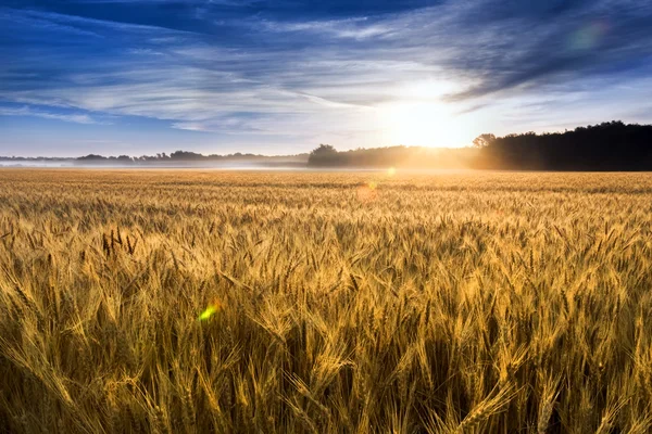 Misty Sunrise Over A Kansas Golden Wheat Field Ready For Harvest