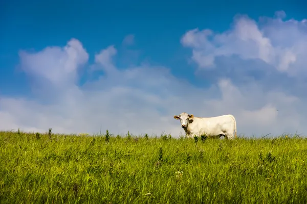 Natural Organic Grass Fed Free Range Cow and Blue Sky