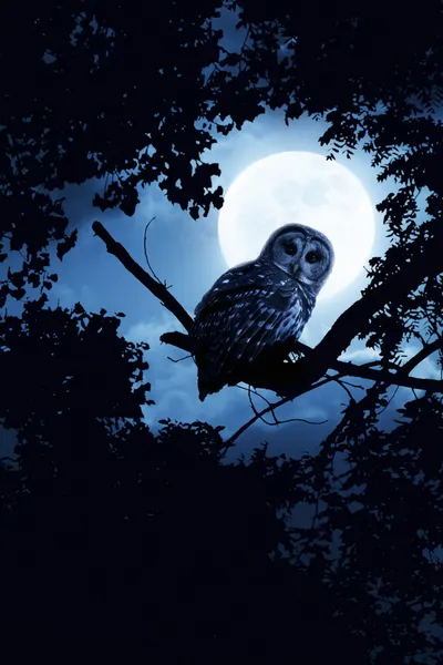 Owl Watches Intently Illuminated By Full Moon On Halloween Night