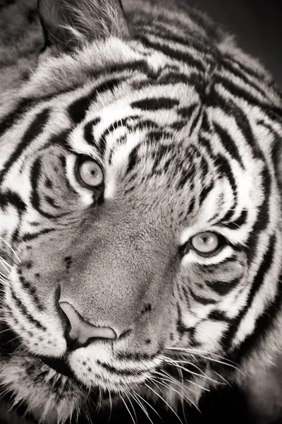 Black and white toned photo of a Malayan Tiger
