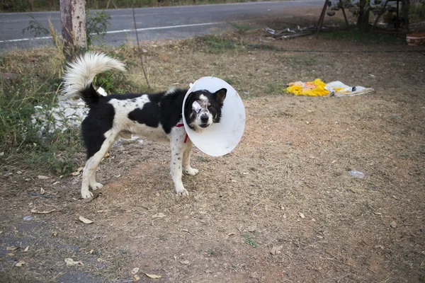 Dog wearing collar. Blind. Bandage.