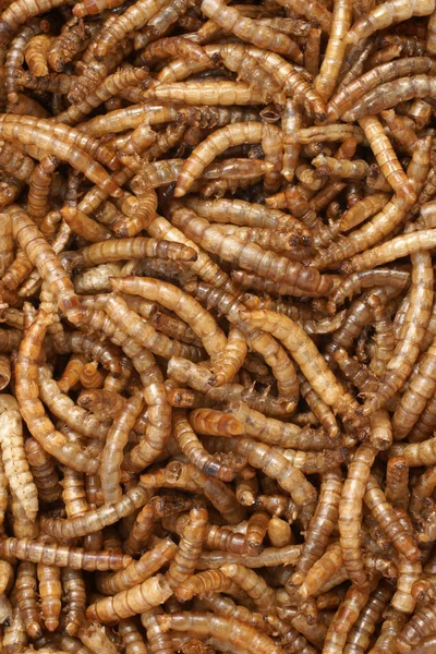 Meal Worms