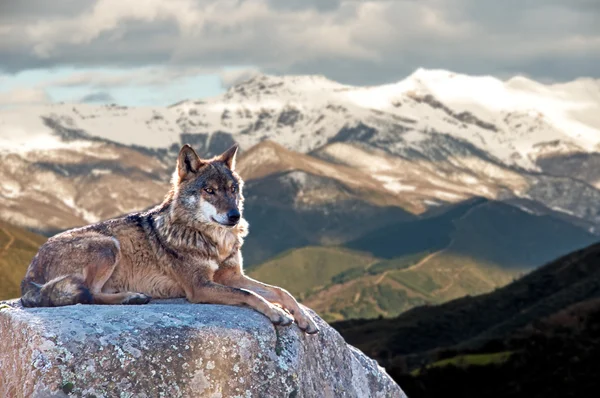Iberian wolf lying on rocks on a snowy mountain