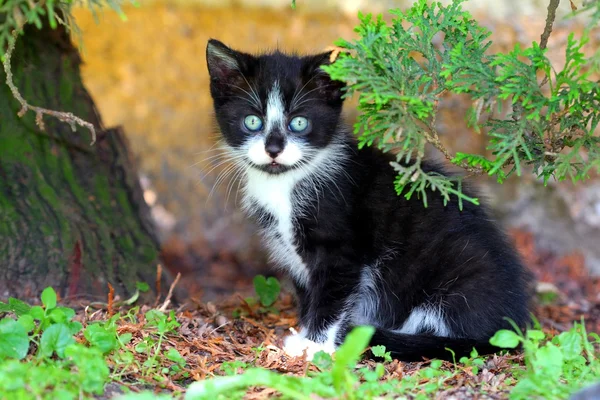 Small Black and White Kitty