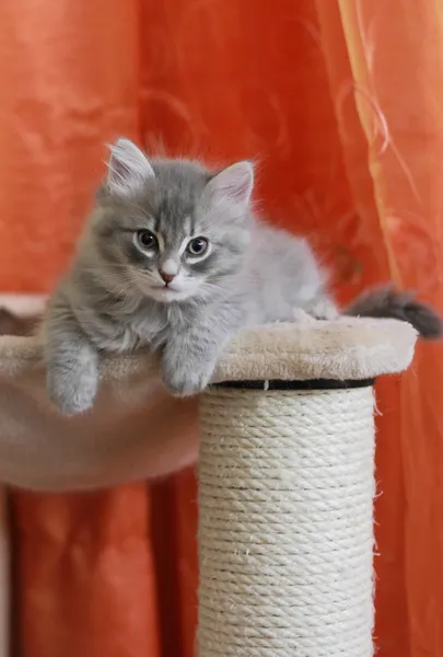 Puppy of siberian cat on the scratching post