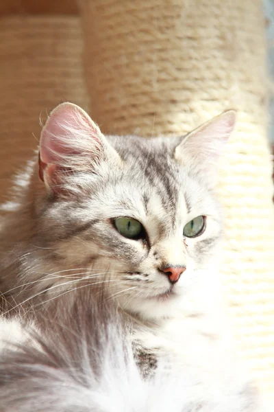 Silver cat of siberian breed, adult female