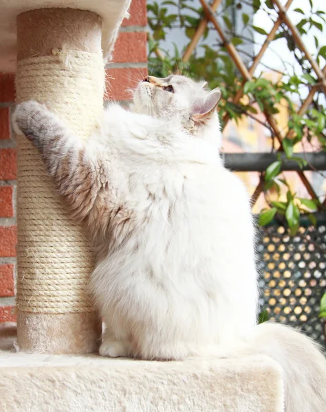 White cat of siberian breed at one years