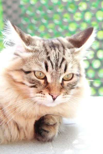 Brown kitten of siberian breed, six months