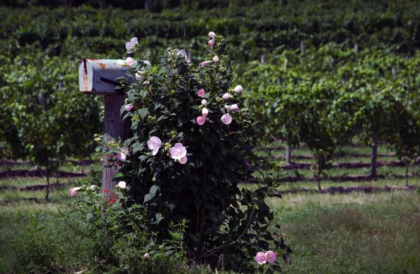 Climbing roses on an old mailbox