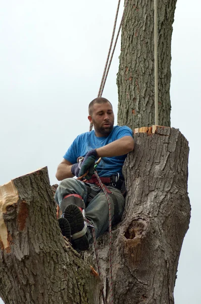 Tired tree worker