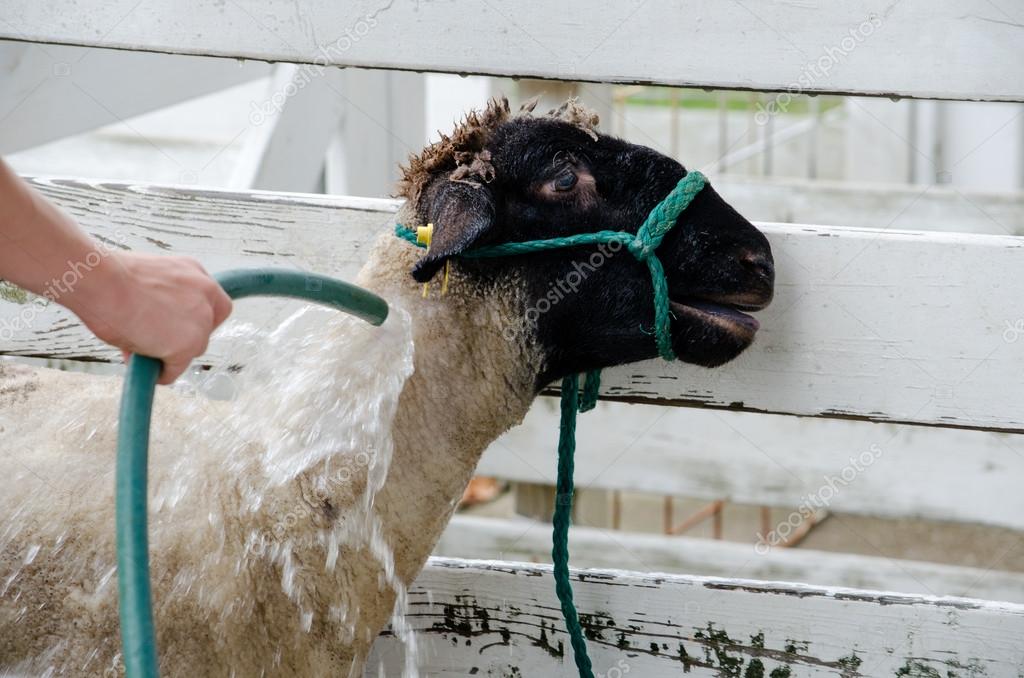 Sheep being given a bath at the fair — Stock Photo © inyrdreams 30767499