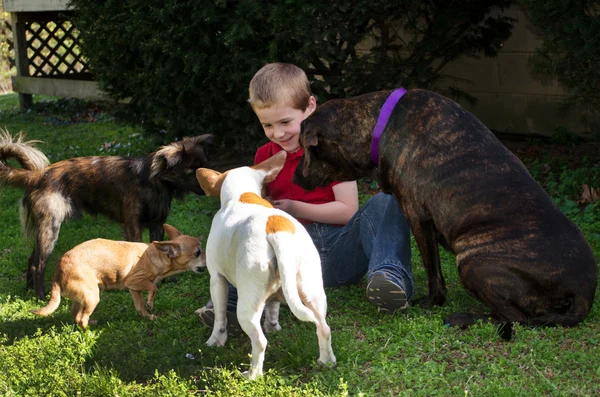 Little boy and pack of dogs