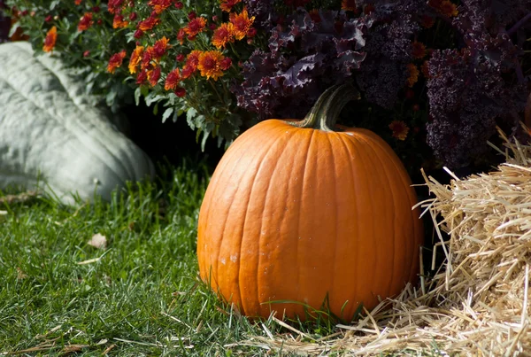 Pumpkins gourds and fall colors