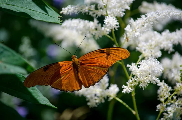 Orange and black butterfly and butterfly bush