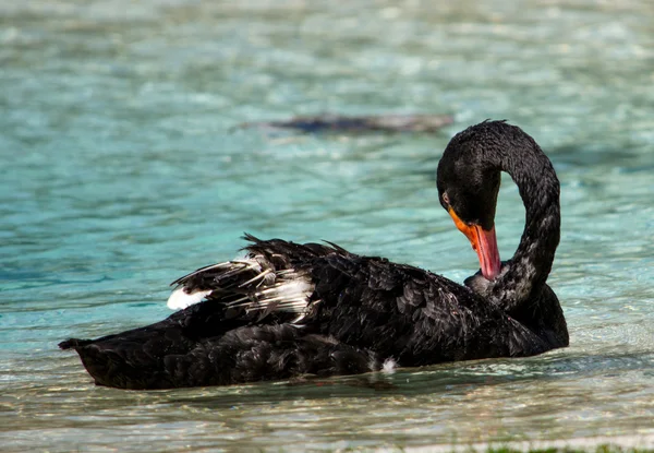 Black swan grooming its feathers